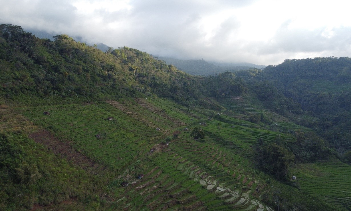 Sawah Londang ( Londang Rice Fields )