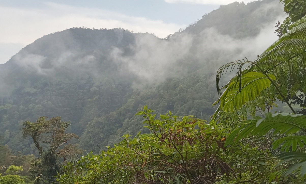 Hutan TRK 14 Todo ( TRK 14 Todo Forest )