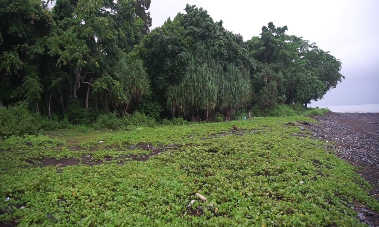 Hutan Inembele
